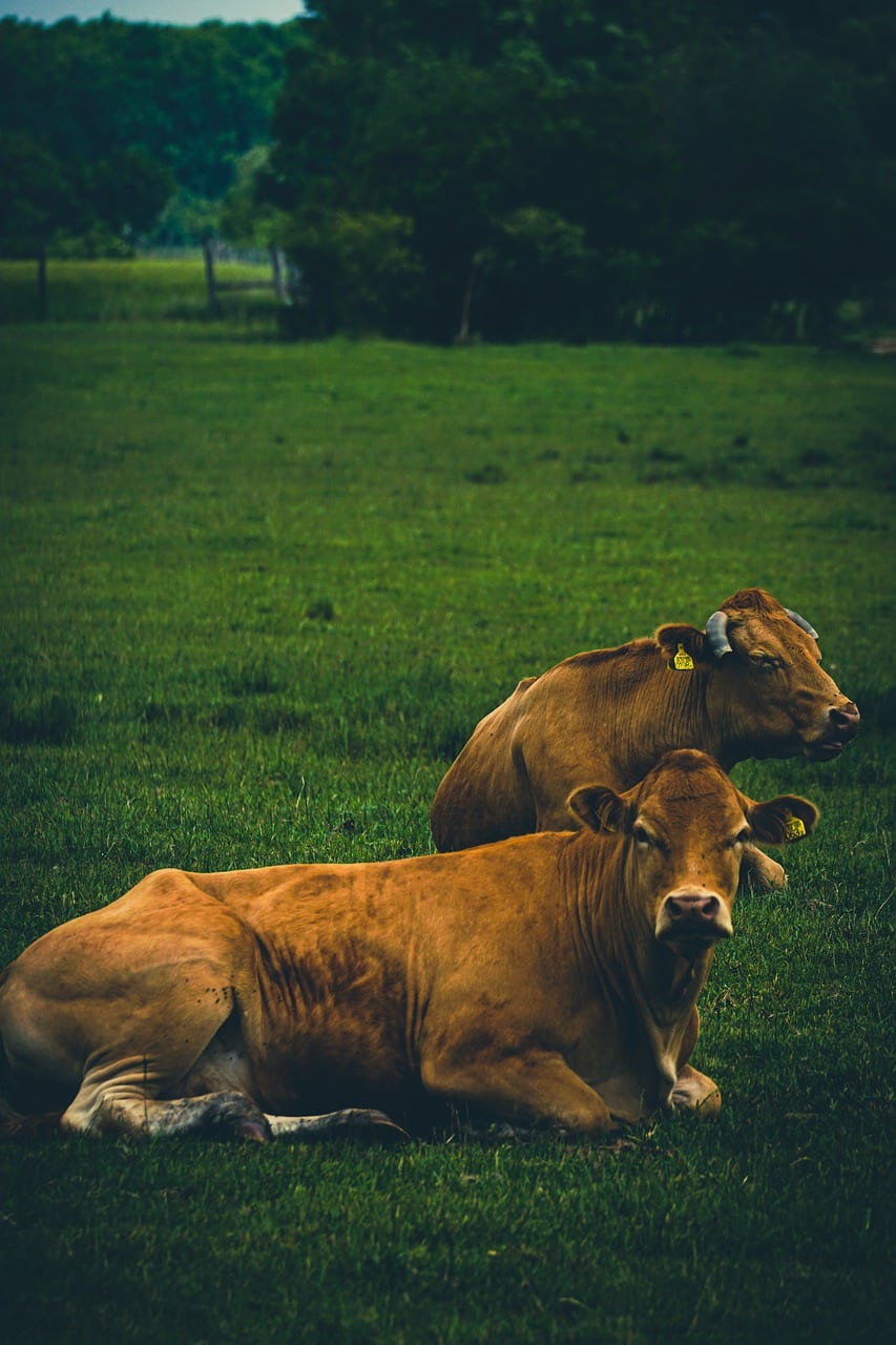 cattle, cow, nature-8016378.jpg