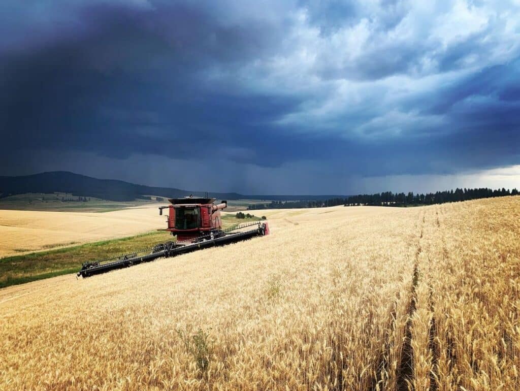 harvest, hillco photo contest, case, 2023, winner, cottonwood, wyatt willliams, WK Ranch