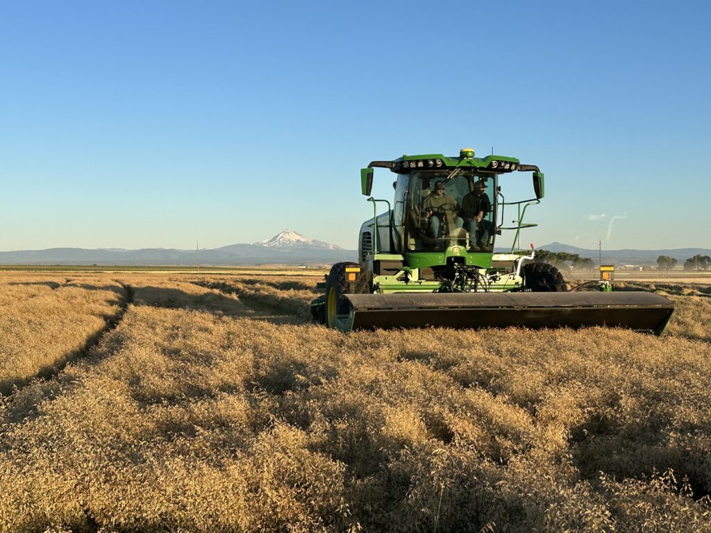 Hillco Specialty Crop Header, Bluegrass, Hillco, specialty crop, blugrass harvest